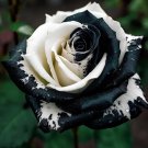 20 seeds Black&White Kuyla Twin Roses Seeds