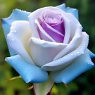 'Ice Rain' Rose 50 Seeds 'Ice Rain' Rose 50 Seeds