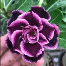 5 Seeds (Adenium Obesum) Desert Rose Grace 5 Seeds (Adenium Obesum) Desert Rose Grace