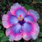 Giant Ombre Hibiscus Exotic Coral Flowers 20 Seeds