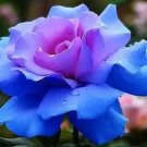 Rosa ‘Blue Moon’ 20 Seeds Rosa ‘Blue Moon’ 20 Seeds
