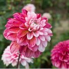 Dahlia ‘Strawberry Cream’ 20 Seeds Dahlia ‘Strawberry Cream’ 20 Seeds