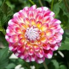 Hawaii Dahlia 20 Seeds