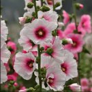 Hollyhock (Alcea rosea) 'Halo Candy'