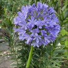 Agapanthus africanus 50 seeds Agapanthus africanus 50 seeds