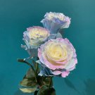 Ecuadorian Rose - Fairy Tale 50 Seeds Ecuadorian Rose - Fairy Tale 50 Seeds