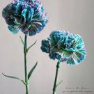 Japanese carnations 20 Seeds Japanese carnations 20 Seeds