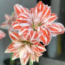 Amaryllis 'Dancing Queen' 50 seeds
