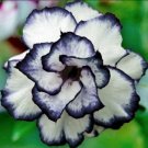 50 seeds Black White Desert Rose Seeds Adenium Obesum Flower 50 seeds Black White Desert Rose Seeds Adenium Obesum Flower