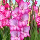 Gladiolus Cantate 50 seeds