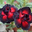 Desert Rose F9 Black Mage Double Desert Rose 5 seeds