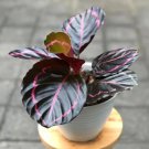 Black Calathea Dottie 50 seeds Black Calathea Dottie 50 seeds