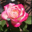 Rosa 'Cherry Parfait' Seeds 20 seeds Rosa 'Cherry Parfait' Seeds 20 seeds