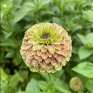 Zinnia Queen Lime with Blush Flower 30 seeds