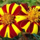 Jolly Jester Marigold Seeds
