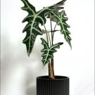 Alocasia Sanderiana Nobilis 50 seeds