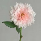 Monique Darve Rose 50 seeds