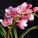 Cymbidium Orchid 50 Seeds Cymbidium Orchid 50 Seeds