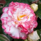 Camellia Japonica ‘Margaret Davis’
