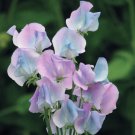Sweet Pea 'Turquoise Lagoon' 50 seeds Sweet Pea 'Turquoise Lagoon' 50 seeds