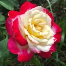 Rose Double Delight 20 Seeds