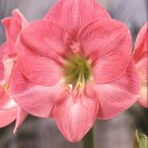 Amaryllis 'Susan' (Hippeastrum) 50 seeds