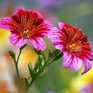Salpiglossis sinuata 20 Seeds