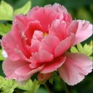 20 Seeds Mixed Color Peony Flower
