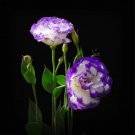 50 seeds Purple-edged Lisianthus 50 seeds Purple-edged Lisianthus