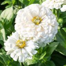 Zinnia 'Polar Bear' 50 seeds Zinnia 'Polar Bear' 50 seeds