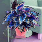 Multicolour Coleus 100 Seeds Coleus Blumei Garden Flower Seed Multicolour Coleus 100 Seeds Coleus Blumei Garden Flower Seed
