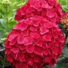 Red Hydrangea Flower 50 Seeds Hydrangea macrophylla Garden Flower