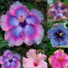 Mix Colors Giant Hibiscus 50 Seeds Hibiscus Rosa-sinensis Garden Flowers Seed