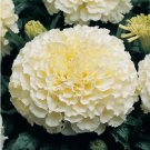 White Marigold 120 Seeds Tagetes Garden Flowers 17 people have this in their cart White Marigold 120 Seeds Tagetes Garden Flowers 17 people have this in their cart