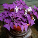 Red Oxalis 20 Seeds Shamrock Wood Sorrel Creeping Oxalis Red Oxalis 20 Seeds Shamrock Wood Sorrel Creeping Oxalis