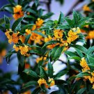 Osmanthus Fragrans 10 Seeds Fragrans Sweet Olive Seed S114