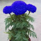 Blue Marigold 120 Seeds Tagetes Garden Flowers Blue Marigold 120 Seeds Tagetes Garden Flowers