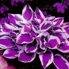 Purple White Hosta Plant 100 Seeds Hosta plantaginea Garden Flowers Perennials Purple White Hosta Plant 100 Seeds Hosta plantaginea Garden Flowers Perennials