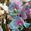 1 coastline elegance orchid tuber bulb, flower plant lawn incredibly beautiful 1 coastline elegance orchid tuber bulb, flower plant lawn incredibly beautiful
