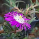 20 Ice plant drought resistant flower seeds for spring summer pink Yellow White