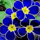 20 Evening Primrose flower seeds for spring summer Blue Yellow White colorful f