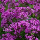 20 nodding catchfly flower butterfly magnet seeds for spring summer peppermint