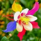 20 rare columbine flower seeds for spring summer Blue Yellow White red colorful 20 rare columbine flower seeds for spring summer Blue Yellow White red colorful