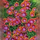 20 Ice plant drought resistant flower seeds for spring summer pink Yellow White