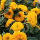 200 Seeds Teddy Bear Sunflower Seeds, Ornamental Potted Sunflower with Bright Blooms