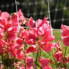 20 Seeds Elegance Watermelon Sweet Pea Seeds (Lathyrus odoratus)
