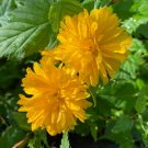 Kerria japonica Pleniflora Double Flowering Japanese Kerria 4" Pot Size Live Plant