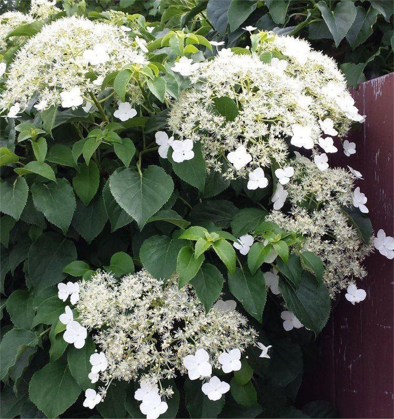 Climbing Hydrangea anomala subsp. petiolaris 4" Pot Size
