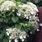 Climbing Hydrangea anomala subsp. petiolaris 4" Pot Size