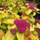 Double Play Candy Corn Spiraea japonica Live Plant 4" Pot Size Plant